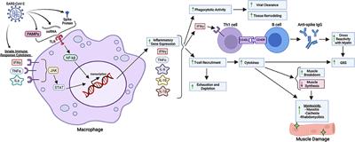 Unraveling Muscle Impairment Associated With COVID-19 and the Role of 3D Culture in Its Investigation